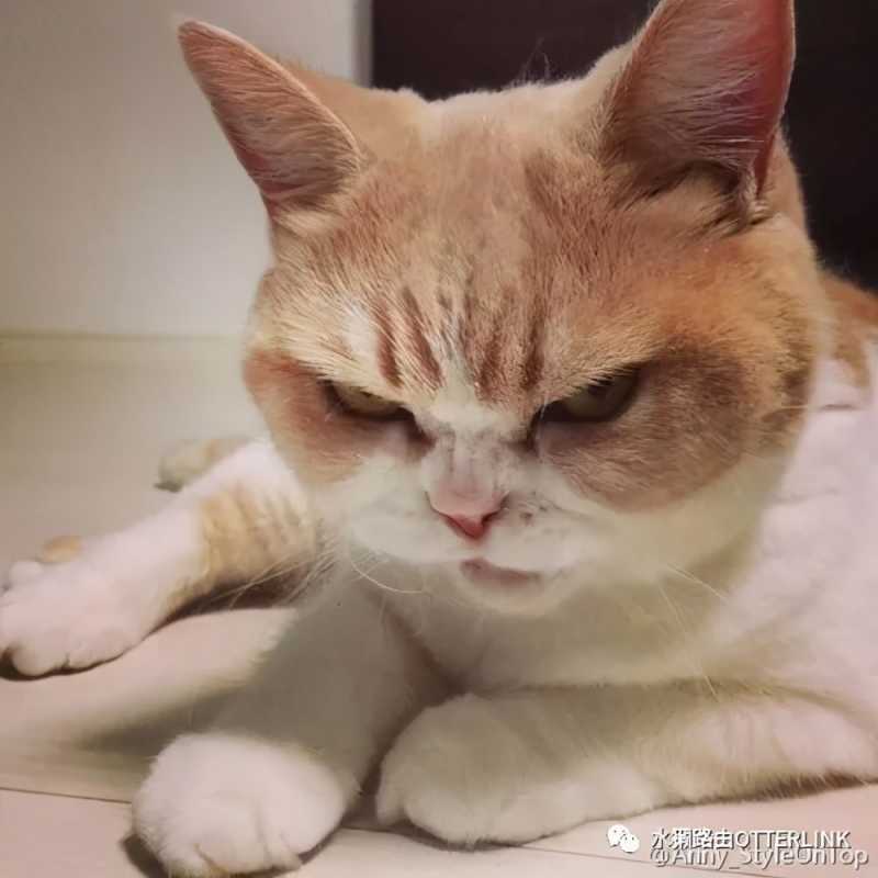 生意参谋服务洞察功能是什么(生意参谋的功能)